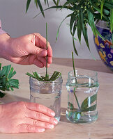 Propagating Cyperus: Step 3