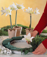 Christmas table wreath: pine, ivy, thuja twigs, amaryllis and deco chug