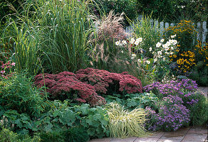 Autumn bed with Sedum 'Herbstfreude', Alchemilla