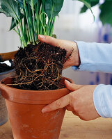 Repot the Spathiphyllum (single leaf)