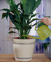 Repot the Spathiphyllum (single leaf)