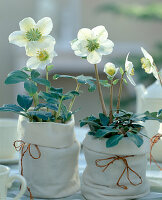 Helleborus niger