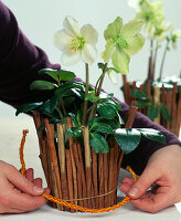 Christrose-Helleborus decorated for Christmas - rubber band behind drawstring
