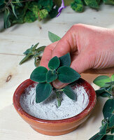 Kopfstecklingssvermehrung Streptocarpus Saxorum