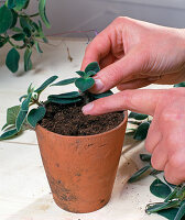 Kopfstecklingssvermehrung STREPTOCARPUS saxorum