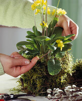 Primroses nicely packed in a clay pot