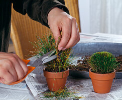 Überalterter Scirpus (Segge) durch Teilen vermehren