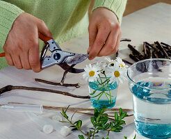 Argyranthemum frutescens (daisies) in test tube