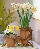 Daffodils with coconut planting aid (4/4)