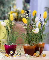 Wheat sown as Easter grass in plastic pots, Tulipa (tulips)