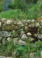 Wall of natural stones (pond stones)