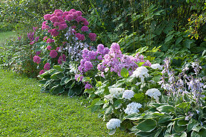 Phlox paniculata 'Eva Förster', Hydrangea macrophylla