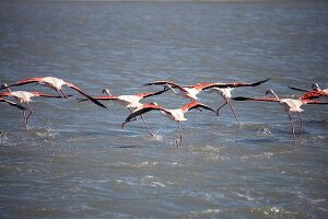 Flamingos in the shallow saline lagoons of the Camargue region in France