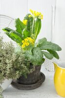 Spring arrangement of flowering cowslips in planter