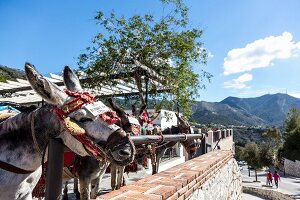 Esel in Mijas Pueblo, Andalusien, Spanien