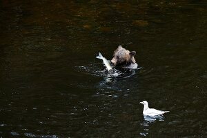 Grizzlybär beim Lachs fangen, Glendale Cove, Kanada