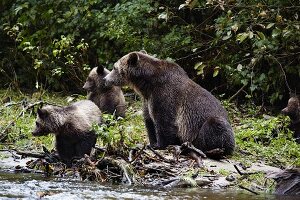 A mother grizzly bear with her three cubs in Glendale Cove, Canada