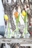 Tulips in three glass vases on wooden surface