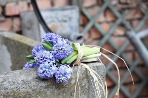 Bouquet of hyacinths tied with raffia on edge of stone fountain