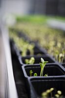 Micro greens der ECF Farm, Berlin, Deutschland