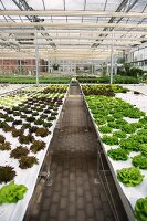 Lettuce growing on the ECF Farm in Berlin, Germany