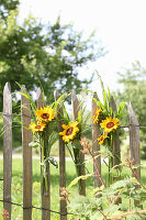 Sonnenblumensträusschen am Holzzaun befestigt