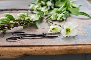 Metallschere liegt auf abegnutztem Tisch mit Blumen