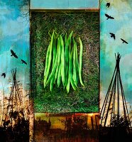 Fresh green runner beans from vegetable garden