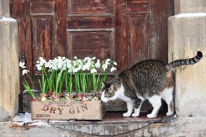 Katze riecht an mit Schneeglöckchen bepflanzter Kiste