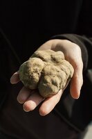 A hand holding a white truffle in the Piedmont region of Italy