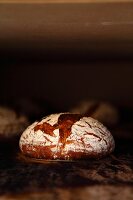 Ofentrieb bei Roggenmischbrot - das Brot hat die gewünschte Bräunung und ist fertig