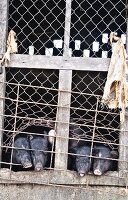 Pigs in a pigsty in Vietnam