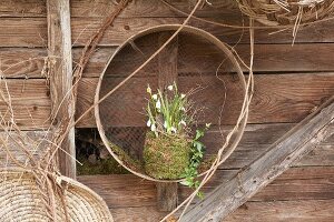 Snowdrops and spring snowflakes in mossy pot in garden riddle hung on wooden wall