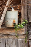 Ivy, snowdrops and antique watering can outside wooden hut