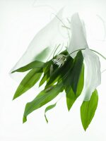 Wild garlic on transparent paper