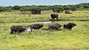 Büffel im Wildpark 'iSimangaliso-Wetland-Park' in Südafrika