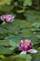 Lilies on a pond