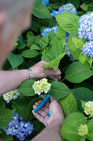 Man cutting hydrangea sprig (to propagate from cutting)