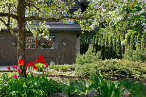 Tulips flowering under flowering tree in garden with house in background
