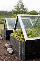 Lettuces in raised beds with glass cloches