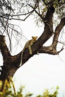A leopard in the Okavango Delta in Botswana, Africa