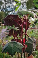 A Senecio cristobalensis plant in a garden in Blessington, Ireland