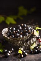 Freshly harvested black currants in pie dishes