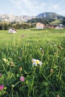 The alpine meadow in front of the 'Mattlihüs' hotel in Oberjoch in the Allgäu region of Germany