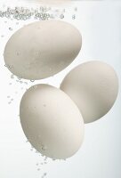 White eggs in water