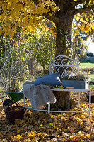 Tree bench under maple tree