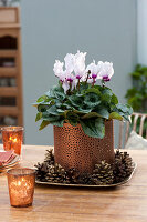 Cyclamen persicum in copper pot on bowl with cones