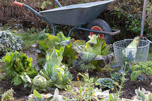 Harvest insensitive vegetables in late autumn