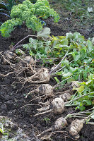 Harvest insensitive vegetables in late autumn