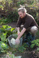 Harvest insensitive vegetables in late autumn